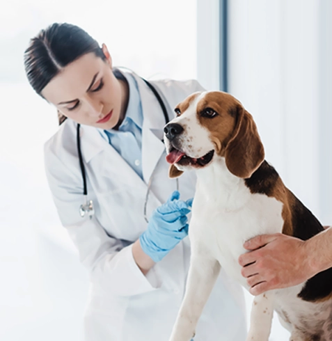 Yenimahalle Veteriner